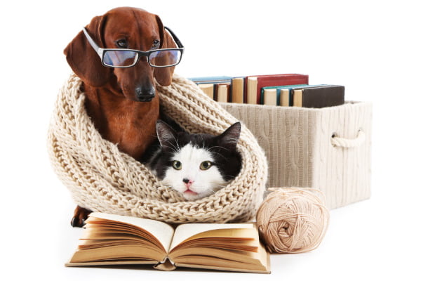 Dackel und Katze mit Büchern